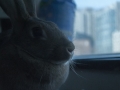 Rabbit The Hare