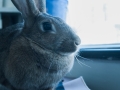 Rabbit The Hare